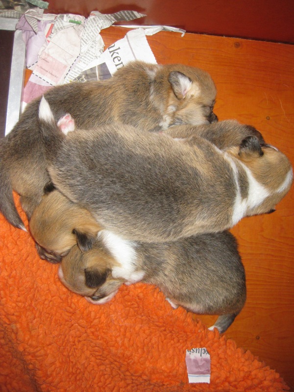 Puppies